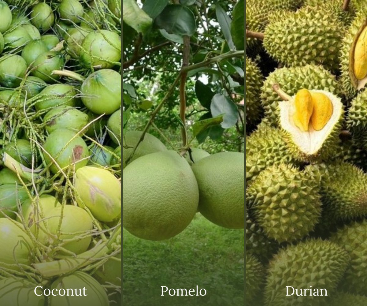 Young coconut, green-skin pomelo and Ri6 durian — the three products