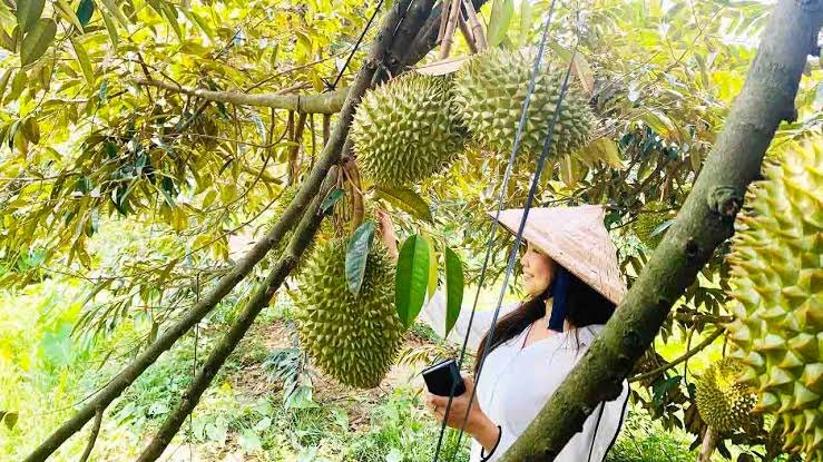 Harvesting in a Chợ Lách grove