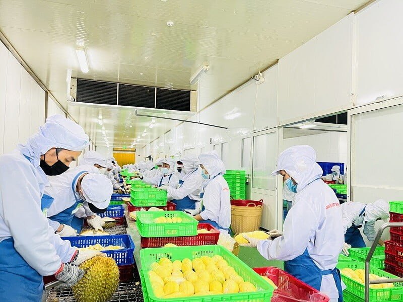 Sorting at the plant during the highland season