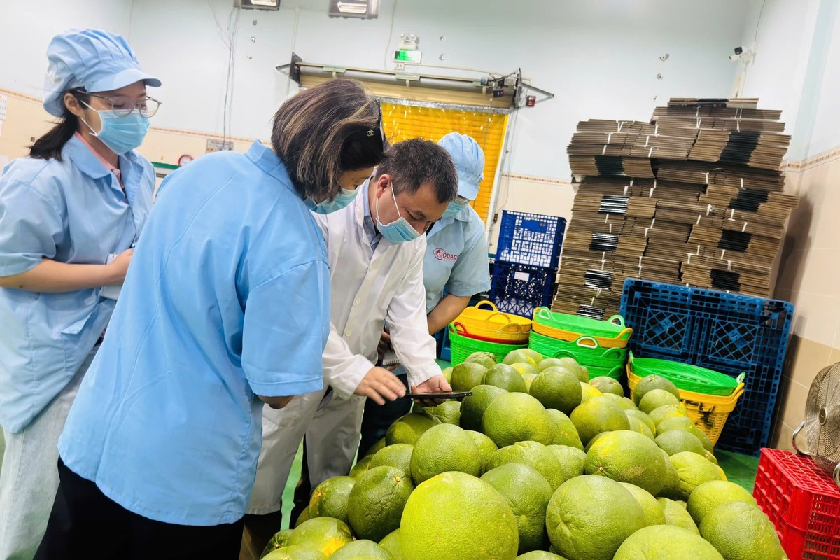 Staff grading pomelo on a sorting line