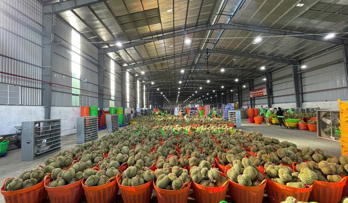 Durian graded and crated at the plant